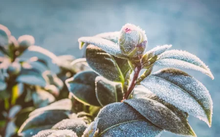 pourquoi le camélia ne fleurit pas perd ses boutons floraux raisons solutions faire fleurir hiver