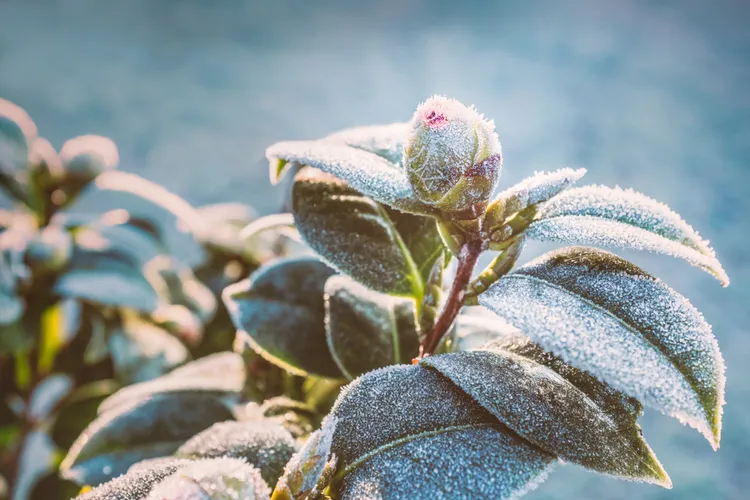 pourquoi le camélia ne fleurit pas perd ses boutons floraux raisons solutions faire fleurir hiver