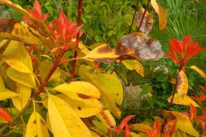 pourquoi les feuilles de Photinia jaunissent et tombent