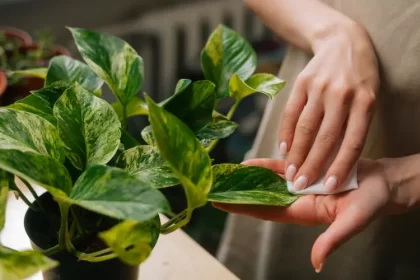 pourquoi les feuilles de ma plantes sont collantes que faire dikushin dmitry shutterstock