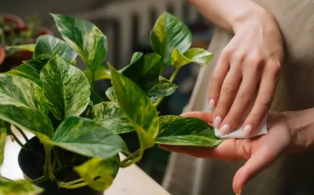 pourquoi les feuilles de ma plantes sont collantes que faire dikushin dmitry shutterstock