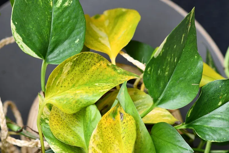 pourquoi les feuilles de mon pothos deviennent jaunes molles s'enroulent tombent maladies parasites