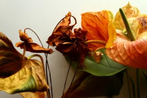pourquoi les fleurs de mon anthurium sèchent et brunissent que faire taffpixture shutterstock