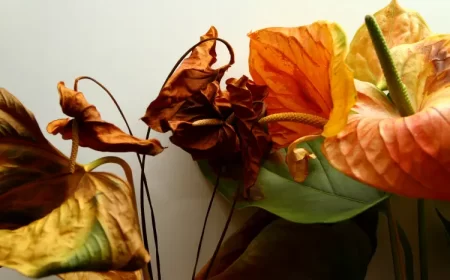 pourquoi les fleurs de mon anthurium sèchent et brunissent que faire taffpixture shutterstock