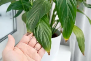 pourquoi les pointes des feuilles brunissent causes que faire fotohelin shutterstock