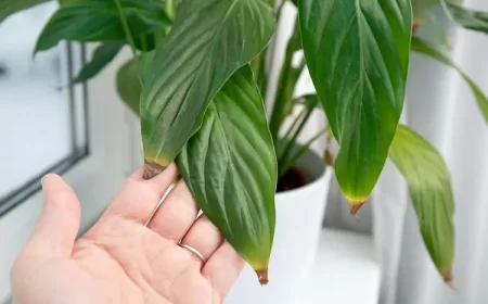 pourquoi les pointes des feuilles brunissent causes que faire fotohelin shutterstock