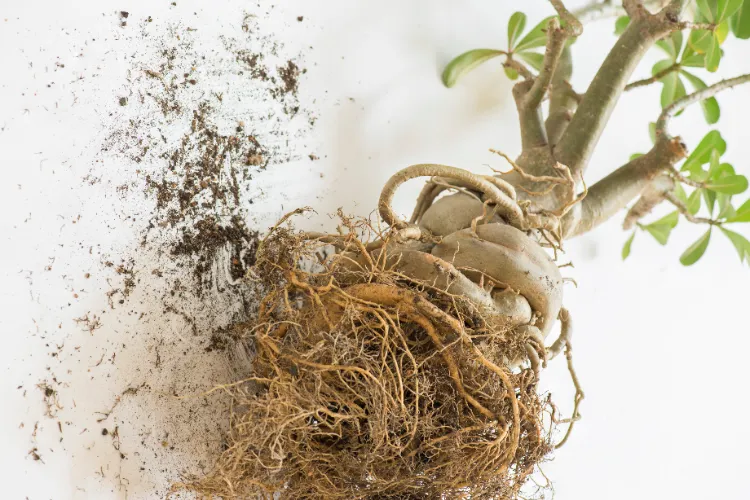 pourquoi les racines de la plante sont trop serrées