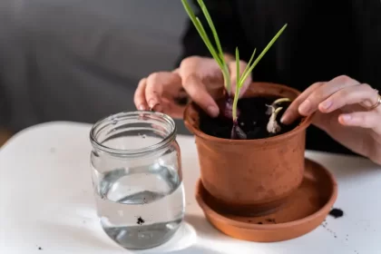 pourquoi mettre de l'ail dans les plantes jardin intérieur effets postifs troyan shutterstock