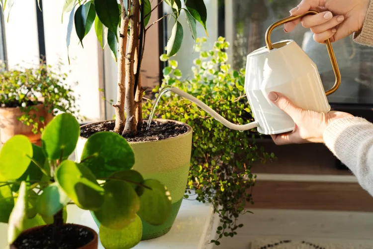 pourquoi mettre du bicarbonate de soude dans les pots fleurs plantes intérieur