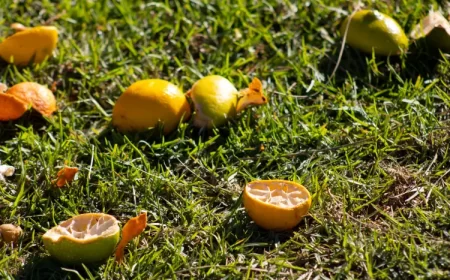 pourquoi mettre du citron dans les plantes bienfaits aspiringphotographer shutterstock