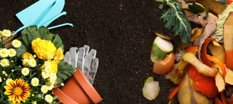 pourquoi mettre du compost dans les pots de fleurs pourquoi comment quelle proportion