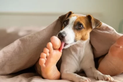 pourquoi mon chien me lèche les pieds est ce normal