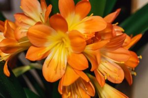pourquoi mon clivia ne fleurit jamais