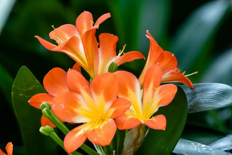 pourquoi mon clivia ne fleurit jamais ressemblance amaryllis frappante couleur orange magnifique