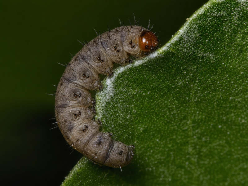 quelles sont les maladies de l'oranger du mexique parasites entretien comment faire reprendre