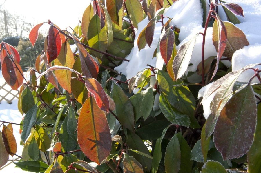 pourquoi mon photinia a les feuilles jaunes