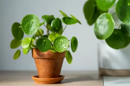 pourquoi mon pilea pousse en hauteur arroser remporter bouturer perd feuilles