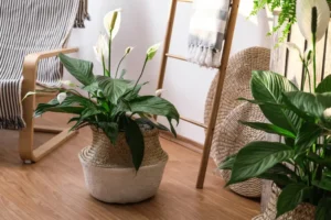 pourquoi mon spathiphyllum ne fleurit pas