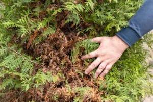 pourquoi mon thuya devient marron en hiver quelles sont les causes et les solutions