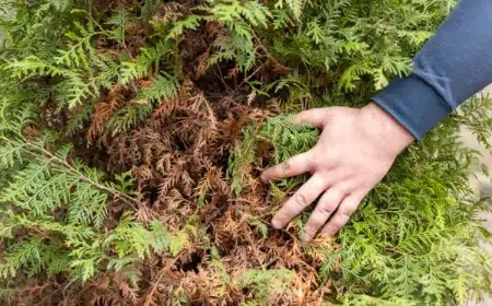 pourquoi mon thuya devient marron en hiver quelles sont les causes et les solutions