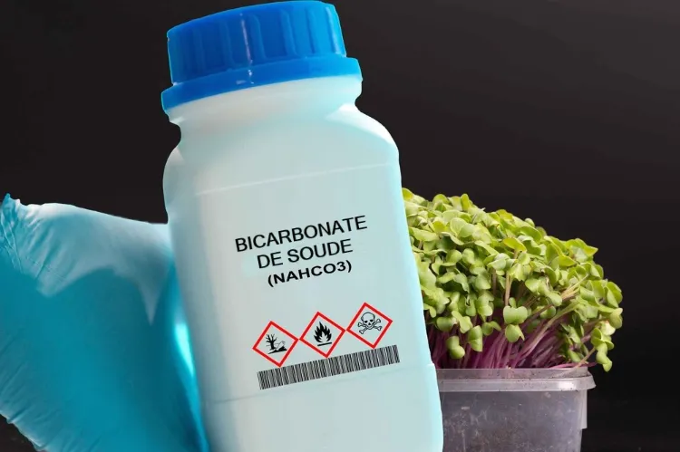 pourquoi utiliser bicarbonate de soude dans les pots fleurs plantes intérieur