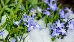premières fleurs de l’année fleurir janvier fevrier jardin ornement gloire des neiges