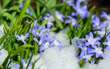 premières fleurs de l’année fleurir janvier fevrier jardin ornement gloire des neiges