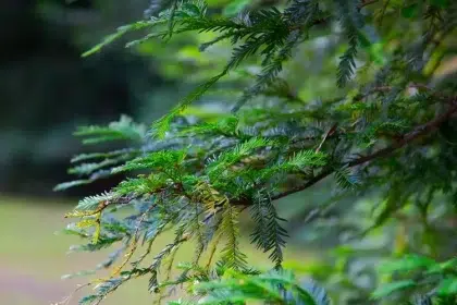 pruche conifère sans soleil qui pousse à l'ombre jardin vert