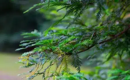 pruche conifère sans soleil qui pousse à l'ombre jardin vert