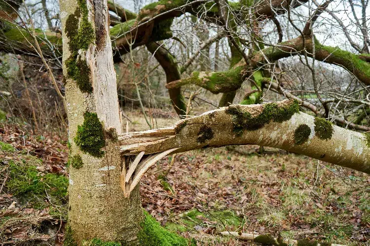quand couper un arbre mort regles démarche loi dangereux symptomes