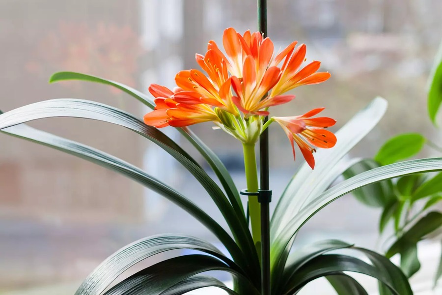 quand fleurit le clivia