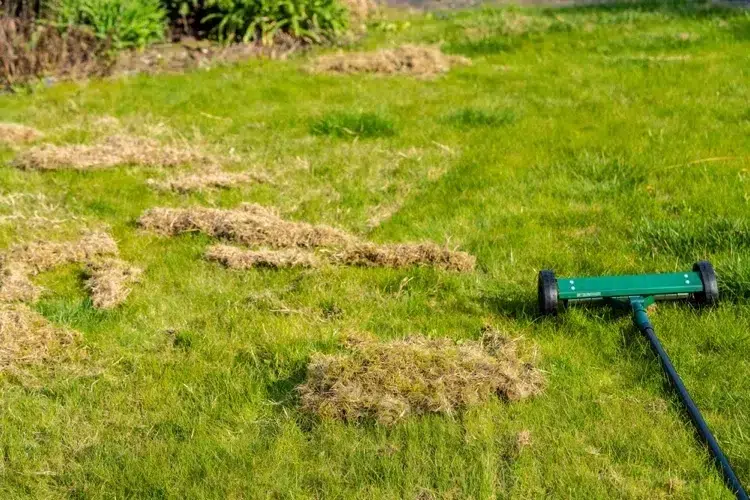 quand mettre engrais gazon hiver engrais libération rapide lente composants renforcer racines