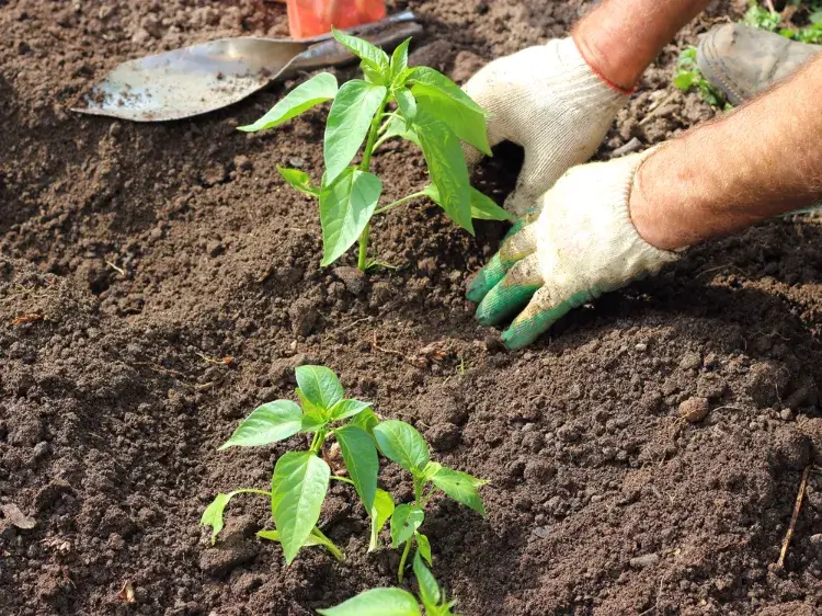 quand semer les piments en godet comment faire germer graines astuces jardinage