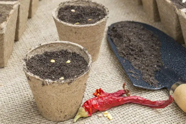 quand semer les piments en godets comment faire germer graines astuces jardinage