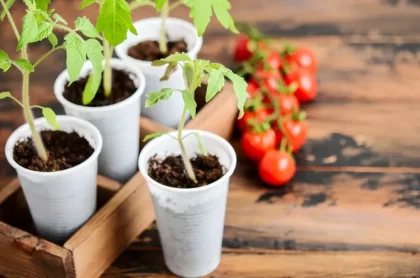 quand semer les tomates à l'intérieur