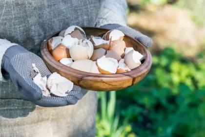 que faire avec des coquilles d'oeufs au jardin utiliser nettoyage vaisselle bouteille linge