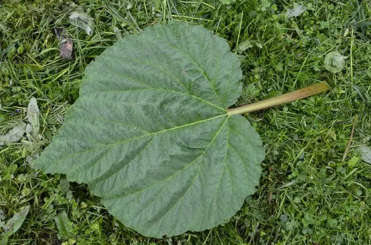 que faire avec les feuilles de la rhubarbe fonction protectrice paillage faire purin macérer pulvériser fertiliser