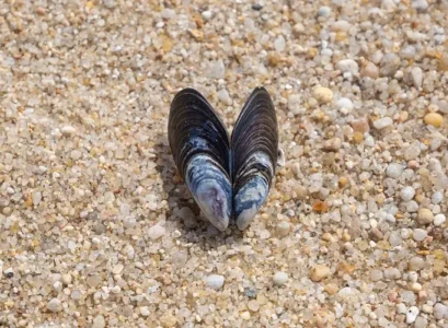 que faire des coquilles de moules