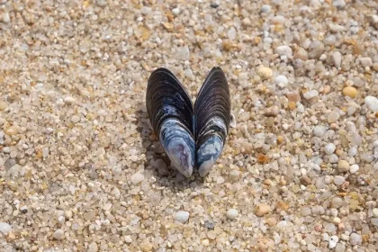 que faire des coquilles de moules