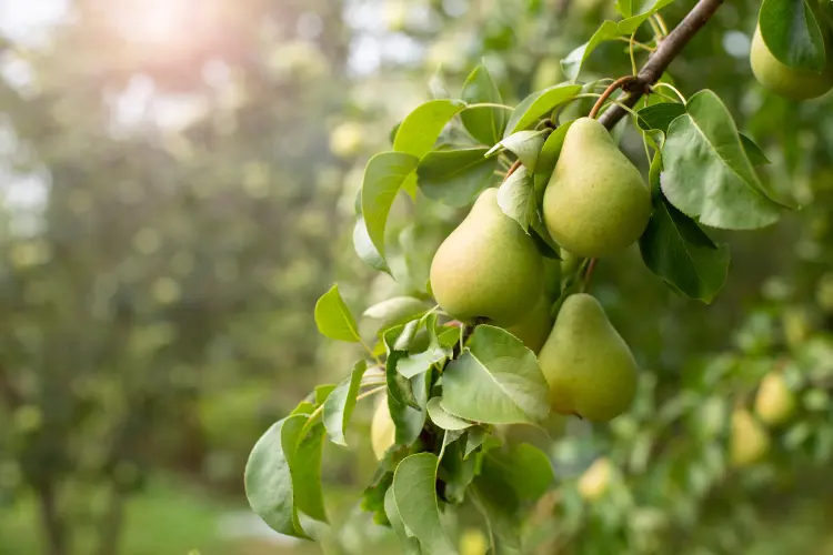 que planter en janvier arbres arbustes jardin potager poirier comment 