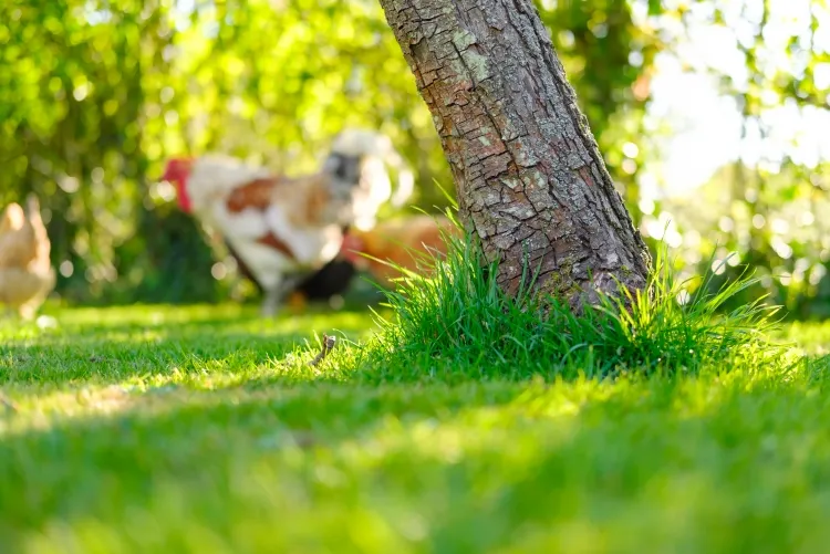 quel arbre planter dans un poulailler grand arbre protège prédateurs couronne empêche croissance herbe