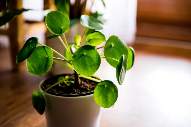 quel engrais pour le pilea pousse hauteur remporter arroser