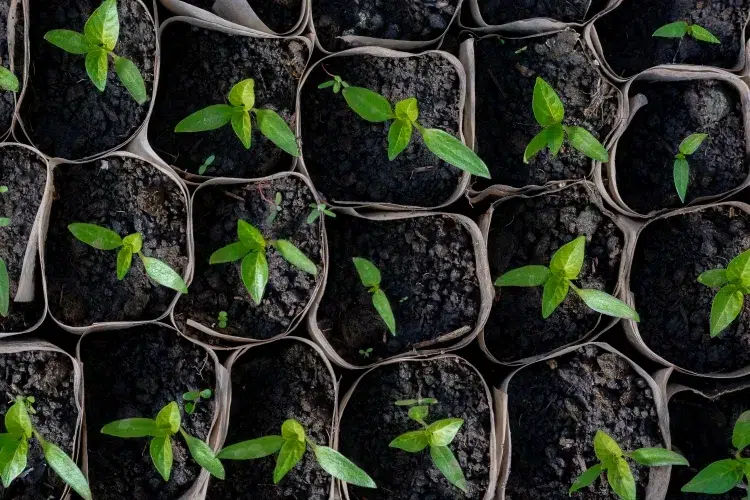quel légume planter en février utiliser gobelets biodégradables faire semis germer intérieur