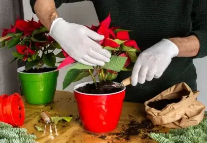 quelle est la durée de vie d'un poinsettia prolonger durée rempoter grand récipient