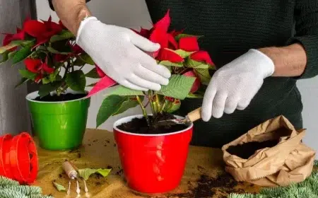 quelle est la durée de vie d'un poinsettia prolonger durée rempoter grand récipient