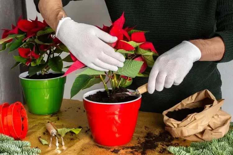 quelle est la durée de vie d'un poinsettia prolonger durée rempoter grand récipient