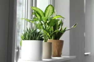 quelle plante mettre sur un rebord de fenetre aloe vera monstera