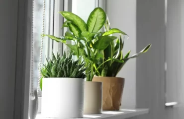 quelle plante mettre sur un rebord de fenetre aloe vera monstera