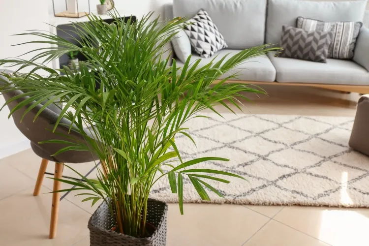 quelle plante symbolise la chance palmier areca effet cannage crée belle ampleur feuillage luxuriant