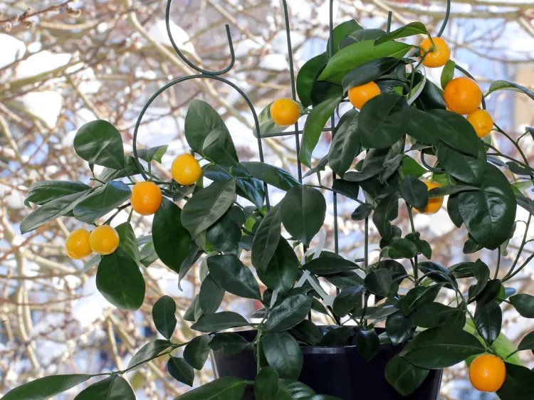 quelle température supporte un citronnier en pot faut il hiverner comment faire